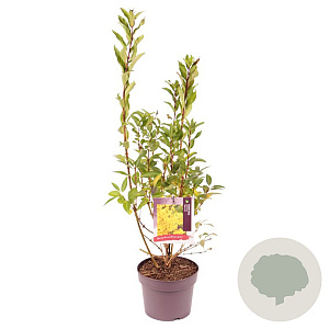 Forsythia int. Week-End 40-50 cm 3,0L
