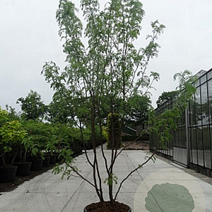 Gleditsia triac. 'Skyline' 200-250 cm cont. 110L MPS