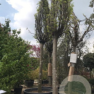 Gleditzia Globosa 40-45 HO container