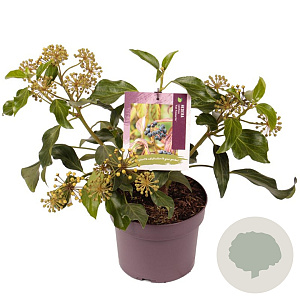 Hedera col. 'Fall Favourite' 30-35 cm 3,0L
