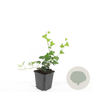 Hedera helix GM P9