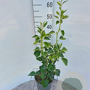 Hedera hel. 'Arborescens' 40-50 cm 3,0L