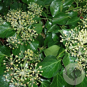 Hedera hel. 'Arborescens' 40-50 cm 3,0L