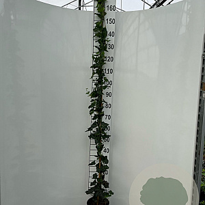 Hedera hel. 'Woerner' 170-200 cm 3,5L met stok