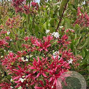 Heptacodium miconioides 200-225 cm draadkluit meerstammig