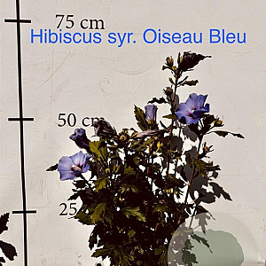 Hibiscus syr. 'Oiseau Bleu' 60-80 cm met kluit