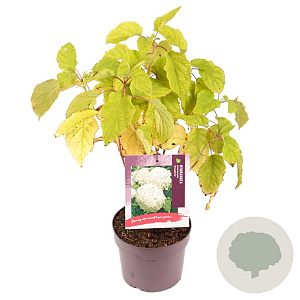 Hydrangea a. 'Annabelle' 30 cm 2,0L