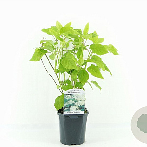 Hydrangea a. 'Annabelle' 30 cm 2,0L