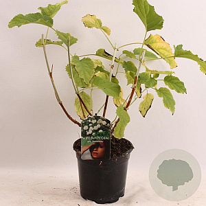 Hydrangea a. 'Annabelle' 30-40 cm 2,5L