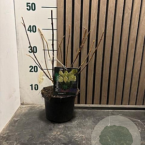 Hydrangea pan. 'Limelight' 30-35 cm 2,0L