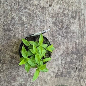 Hydrangea pan. 'Limelight' 30-35 cm 2,0L