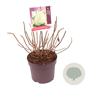 Hydrangea pan. Little Spooky 30-40 cm 7,5L