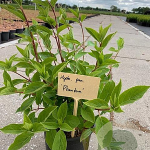 Hydrangea pan. 'Phantom' 30-40 cm 2,0L
