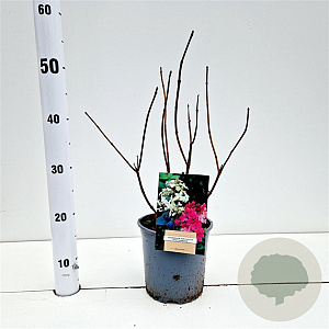 Hydrangea pan. 'Pink Diamond' 30-40 cm 2,5L