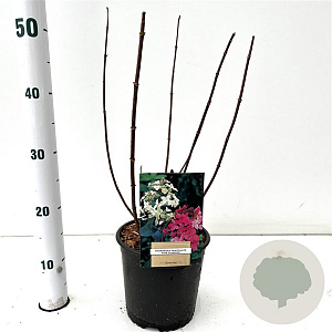 Hydrangea pan. 'Pink Diamond' 40-50 cm 2,5L