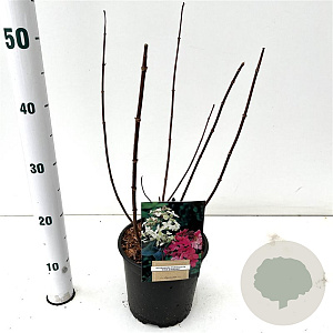 Hydrangea pan. 'Pink Diamond' 40-50 cm 2,5L