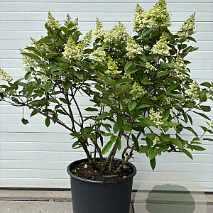 Hydrangea pan. Pinky Winky 125-150 cm cont. 90L meerstammig