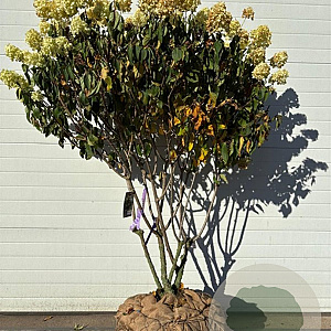 Hydrangea pan. 'Polar Bear' 140-160 cm draadkluit meerstammig