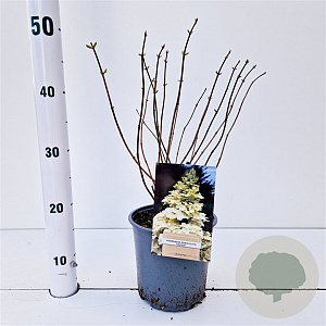 Hydrangea pan. 'Unique' 30-40 cm 2,5L