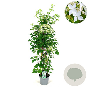 Hydrangea anomala petiolaris 125-150 cm 7,5L