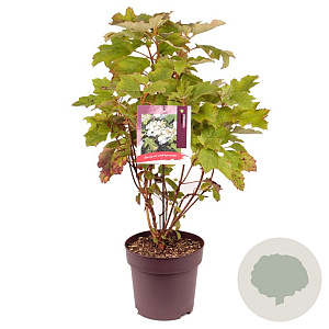 Hydrangea querc. 'Black Porch' 60-70 cm 10L