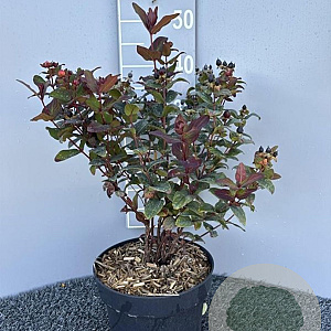 Hypericum i. Magical Black 30-40 cm 5,0L