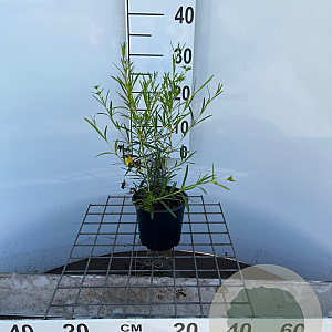 Hypericum kalmianum 'Gemo' 30-40 cm C1.3