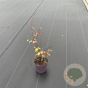 Kolkwitzia amabilis 30-40 cm P13