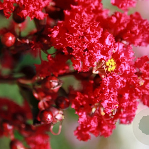 Lagerstroemia i. 'Rubra Magnifica' 125-150 cm draadkluit meerstammig