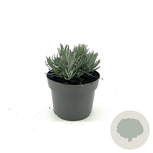 Lavandula int. Phenomenal GM 2,0L