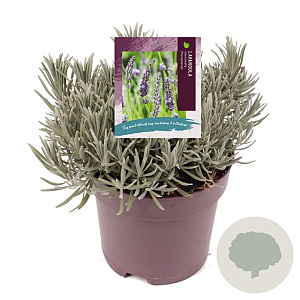 Lavandula int. Phenomenal GM 2,0L