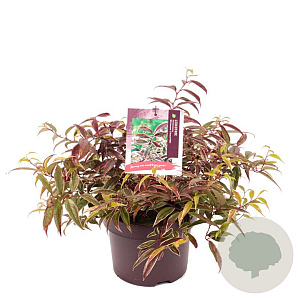 Leucothoe f. Whitewater 25-30 cm 5,0L