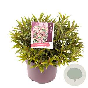 Leucothoe keiskei Burning Love 30-40 cm 5,0L