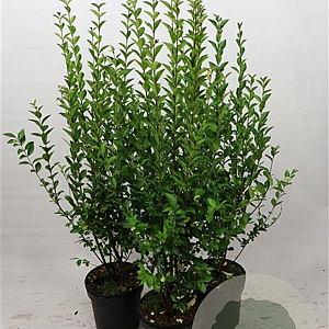 Ligustrum ovalifolium 80-100 cm 7,5L