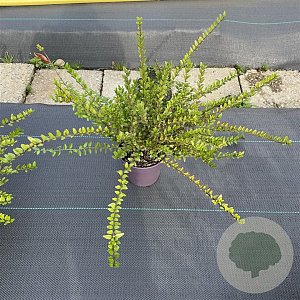 Lonicera nit. 'Elegant' 15-20 cm P13