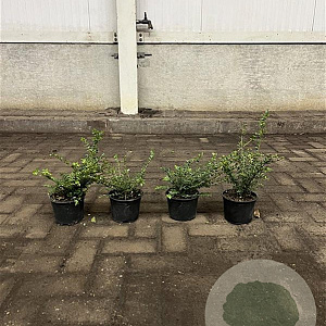 Lonicera nit. 'Elegant' 15-20 cm P13