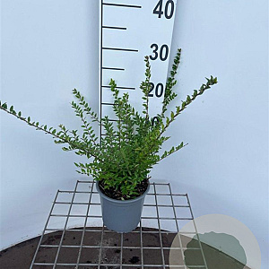 Lonicera nit. 'Elegant' 30-40 cm C1.3