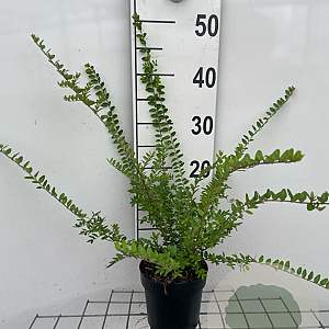 Lonicera nit. 'Elegant' 30-40 cm C1.3