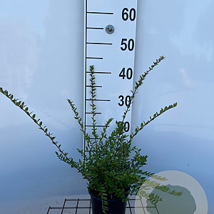 Lonicera nit. 'Elegant' 40-50 cm C1.3