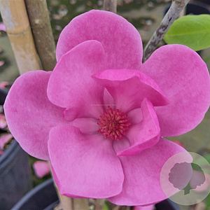 Magnolia 'Aphrodite' 125-150 cm met kluit struik