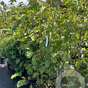 Magnolia 'Galaxy' 125-150 cm 20L