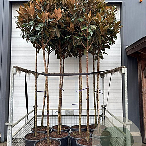 Magnolia grandiflora 8-10 HO container