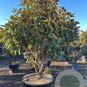Magnolia grand. 'Goliath' 200-250 cm container meerstammig extra