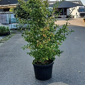 Mespilus germanica 150-175 cm cont. 60L meerstammig