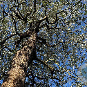 Olea europaea hoogstam container solitair