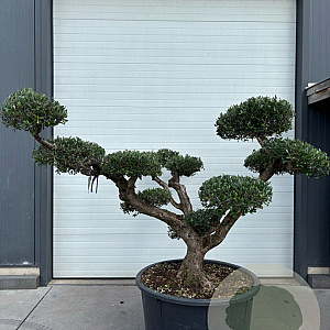 Olea europaea GM container