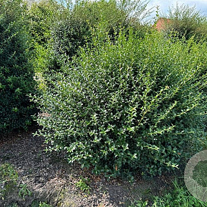 Osmanthus burkwoodii 130-140 cm draadkluit bol