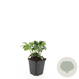 Pachysandra term. 'Green Carpet' GM P9