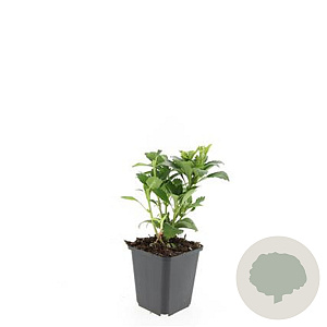 Pachysandra term. 'Green Carpet' GM P9