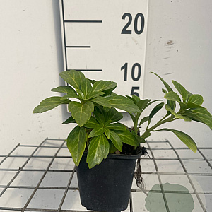 Pachysandra term. 'Green Carpet' GM P9